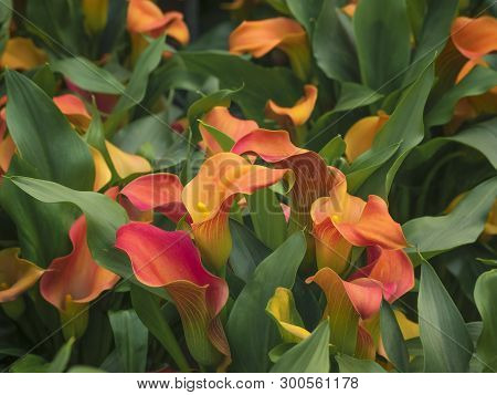 Zantedeschia Quatar, Arum Lily, Calla Lily, Calla. Herbaceous, Perennial, Flowering Plants In The Fa
