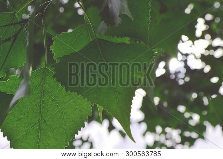 Looking Upwards To Rainforest Canopy,green Leaves, Branches And Ferns Create Shapes And Patterns Aga