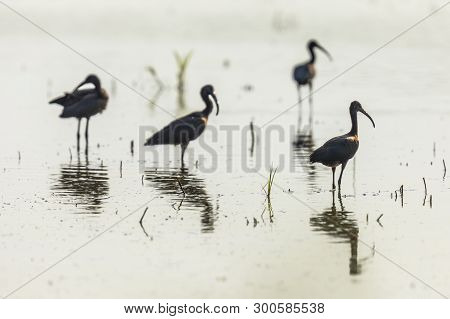 Glossy Ibis Group Backlight