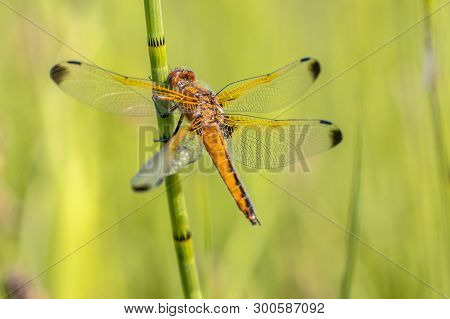 Scarce Chaser (libellula Fulva) Dragonfly. Male Resting On Grass Stem On Bright Green Background