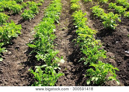 Green Potato Bushes In A Summer Sunny Field. Cultivation Of Vegetables.