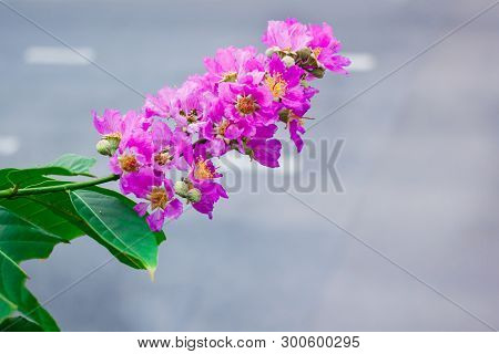 Inthanin, Queen's Flower, Large Tree With Beautiful Purple Flowers.