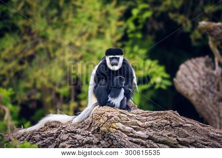 Mantled Guereza, Also Named Colobus Guereza, Posing On A Limb With Its Baby.