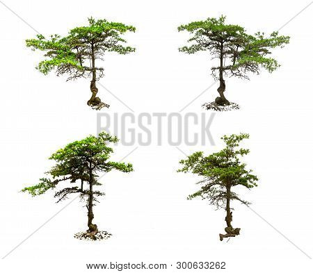 A Tree Has Green Leaf On Isolated White Background, Terminalia Forensics Chev Is Trees From Thailand