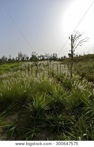 Love Lake At Al Qudra, Manmade Lake At The Al Qudra Desert, Dubai, United Arab Emirates
