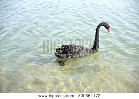 Black Swans Swimming In The Al Qudra Lakes, Dubai, United Arab Emirates