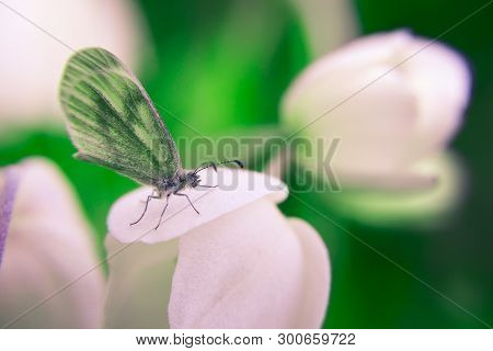 Colored Macro Closeup Of A Flower And Beautiful Butterfly (leptidea Sinapis)  On It On Blurry Backgr