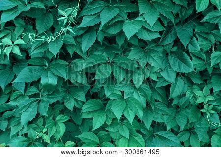 Creative Layout Made Of Leaves With Copy Space