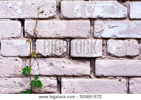 Brick Wall With Young Plant Nearby. Concept Of Leadership, Life And Being Strenght