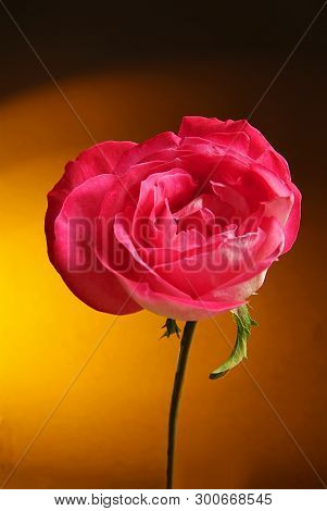 Blooming Colored Flower Buds. Close Up, Macro. With Neutral Background.