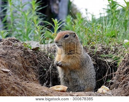 The Marmot  (marmota Camtschatica) Looked Out Of The Nora To Look Around. Closeup. Selective Focus. 