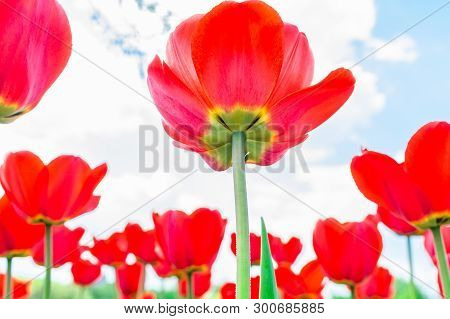 Blooming Tulips In Spring