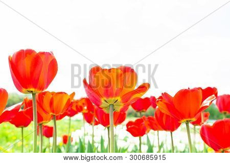 Blooming Tulips In Spring