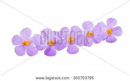 Bacopa Blue Flowers Isolated On White Background