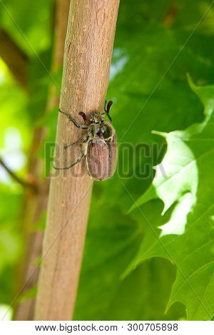 European Beetle Pest - Common Cockchafer (melolontha) Also Known As A May Bug Or Doodlebug On Maple