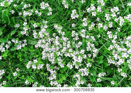 Background Of Blue Veronica Flowers