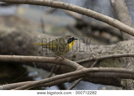 Common Yellowthroat (geothlypis Trichas) Male In Breeding Plumage Perched On A Branch