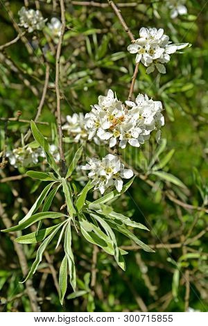 Flowers And Leaves Of Willow-leaf Pear  (pyrus Salicifolia F. Pendula). Spring