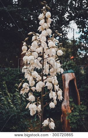 Flowering White Yucca In A Flower And Summer Garden