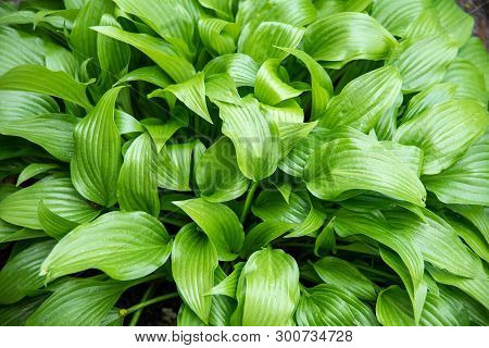 Green Background. Juicy Green Leaves Of The Host Plant. Tropical Concept.