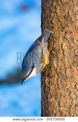 Photo Of Little Blue Orange Nuthatch On The Tree In Winter Park