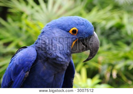 Blauwe Hyacintara