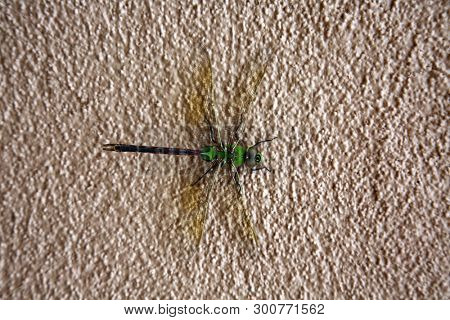 Green Dragonfly. 
Scientific Name 