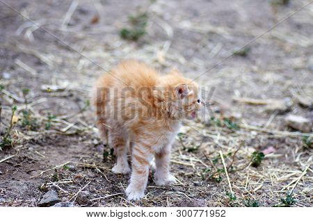 Orange Tabby Litten With Hair Raised In Frightened Posture