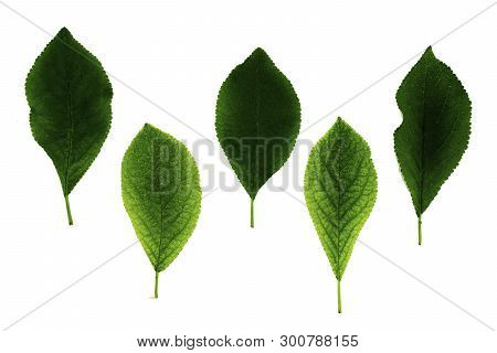 Set Of Five Green Plum Leaves Isolated On White Background
