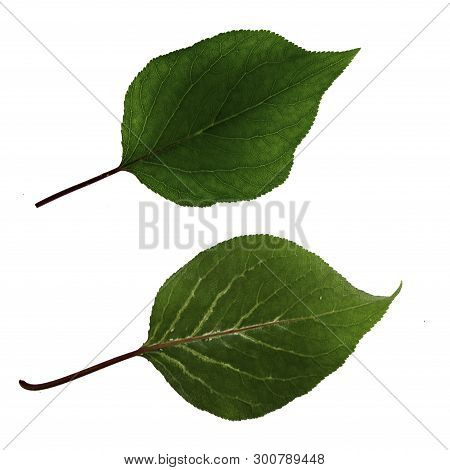 Two Green Apricot Leaves Isolated On White Background, Top And Bottom Side View