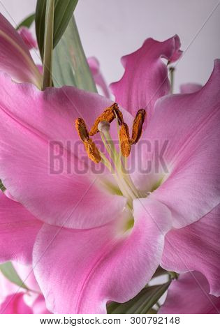 Close-up Of Pink Liles Flowers.  Common Names For Species In This Genus Include Fairy Lily Rainflowe