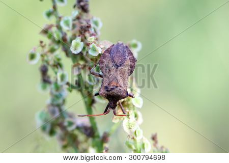A Bug Or Beetle On A Plant