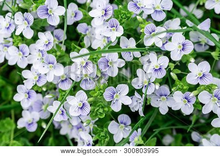 Background Of Blue Veronica Flowers