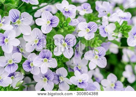 Background Of Blue Veronica Flowers