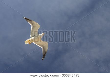 A Beautiful Seagull Is Flying Against The Blue Sky