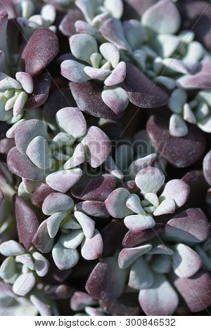 Broadleaf Stonecrop - Latin Name - Sedum Spathulifolium