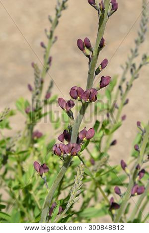 False Indigo Hybrid - Latin Name - Baptisia X Variicolor