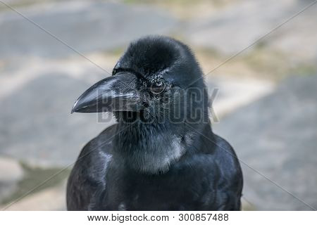 Crow, A Bird Of The Genus Corvus, Or More Broadly A Synonym For All Of Corvus, In The Outdoor Of Pub