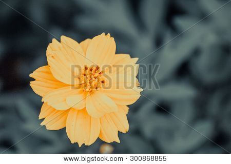 Thymophyllia,yellow Flowers, Natural Summer Background, Nature Leaves Blurred Image