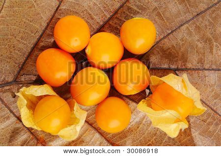 Physalis