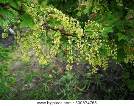 Blooming Currant Bush In Spring In The Garden.