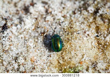 Beetles In A Variety Of Colors And Shapes Are Insects That Enrich Our Environment