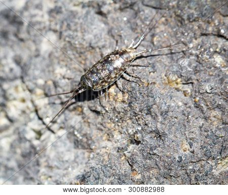 An Asper On A Stone Goes Under In Camouflage