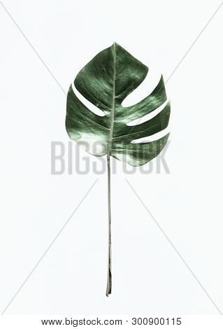 Split leaf philodendron on white background
