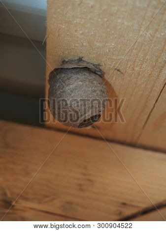 The Wasp Builds A Spherical Nest. Dangerous Insect.