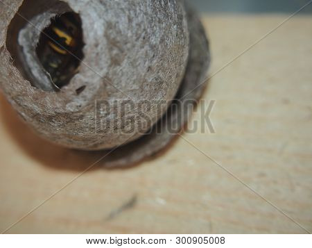 The Wasp Builds A Spherical Nest. Dangerous Insect.
