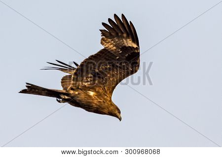 The Golden Eagle