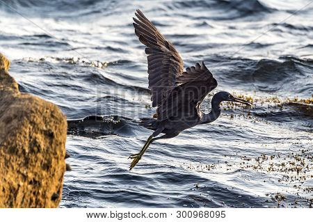 The Pacific Reef-egret