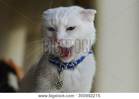 White cat in natural window light