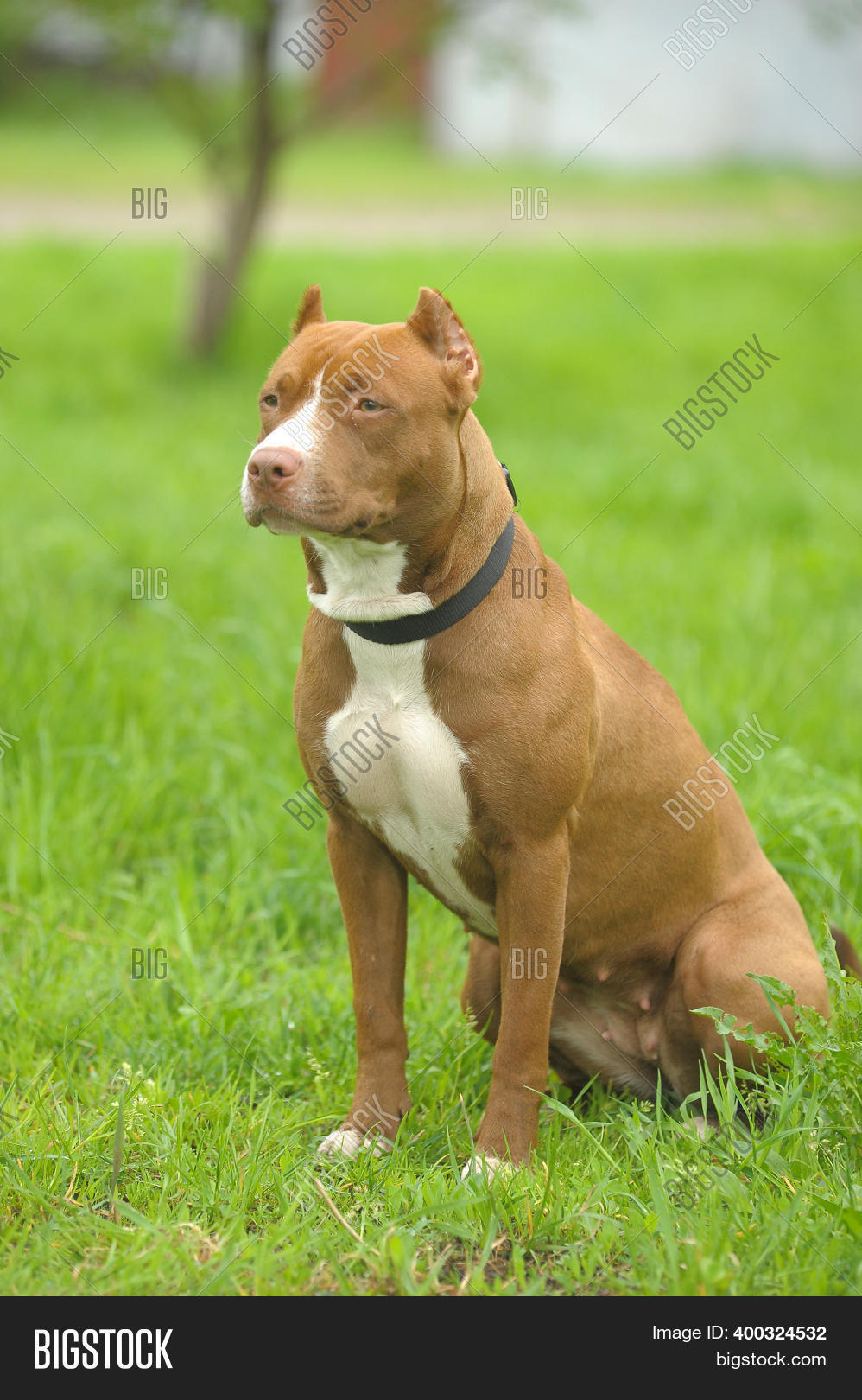 Brown White Pit Bull Image & Photo (Free Trial) | Bigstock
